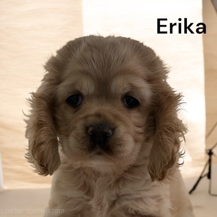 puppy, for, sale, Cocker Spaniel, Joe & Cherri  Overlease, dog, breeder, Miller, MO, dog-breeder, puppy-for-sale, forsale, nearby, find, puppyfind, locator, puppylocator, aca